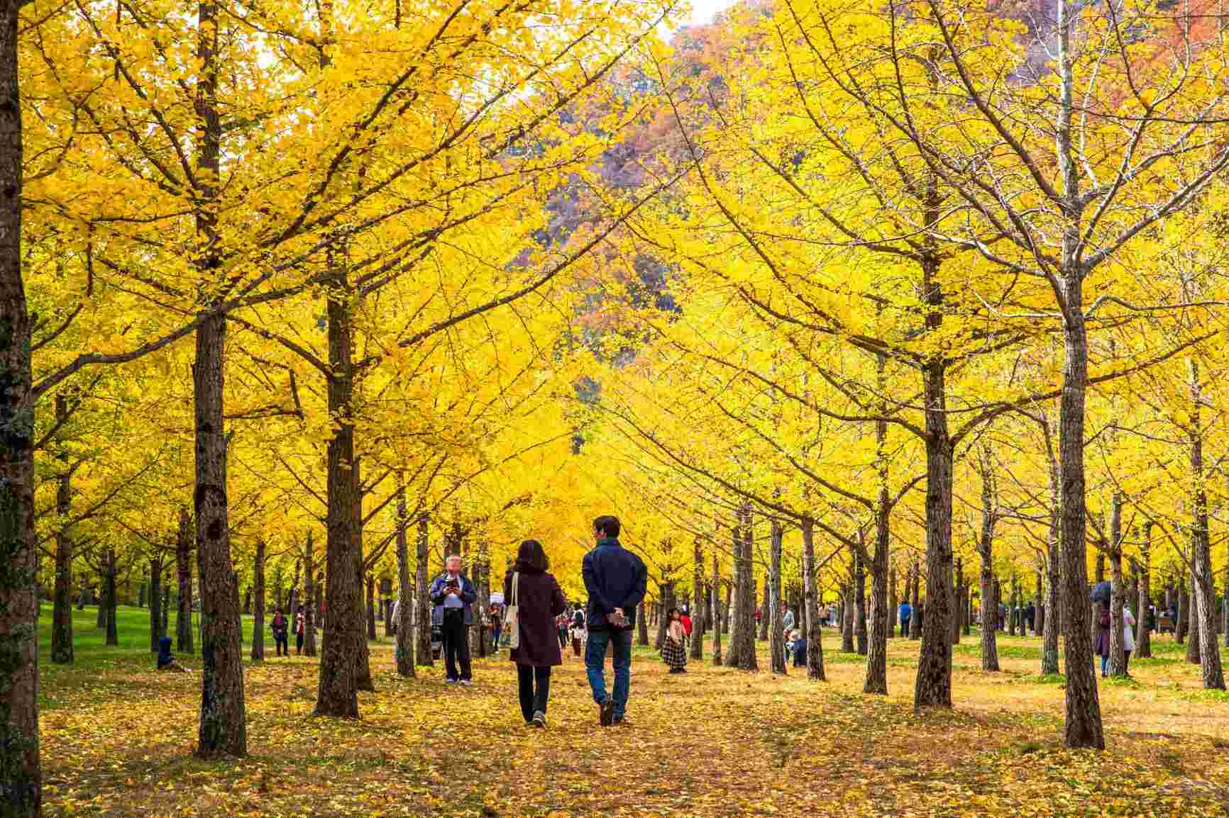 When is the most beautiful time to travel to Korea to see the golden leaves of La Do in 2025?