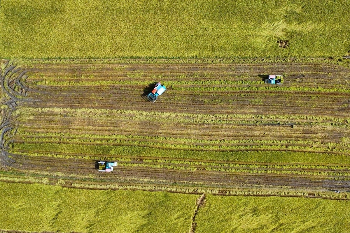 វាលនេះកំពុងអនុវត្តដំណើរការដាំដុះស្រូវដែលមានគុណភាពខ្ពស់ និងបញ្ចេញឧស្ម័នទាបរបស់សហករណ៍ Hung Loi (ឃុំ Dai Ngai ទីក្រុង Can Tho)។ រូបថត៖ Kim Anh។ Cánh đồng đang triển khai quy trình canh tác lúa chất lượng cao, phát thải thấp của HTX Hưng Lợi (xã Đại Ngãi, TP Cần Thơ). Ảnh: Kim Anh.