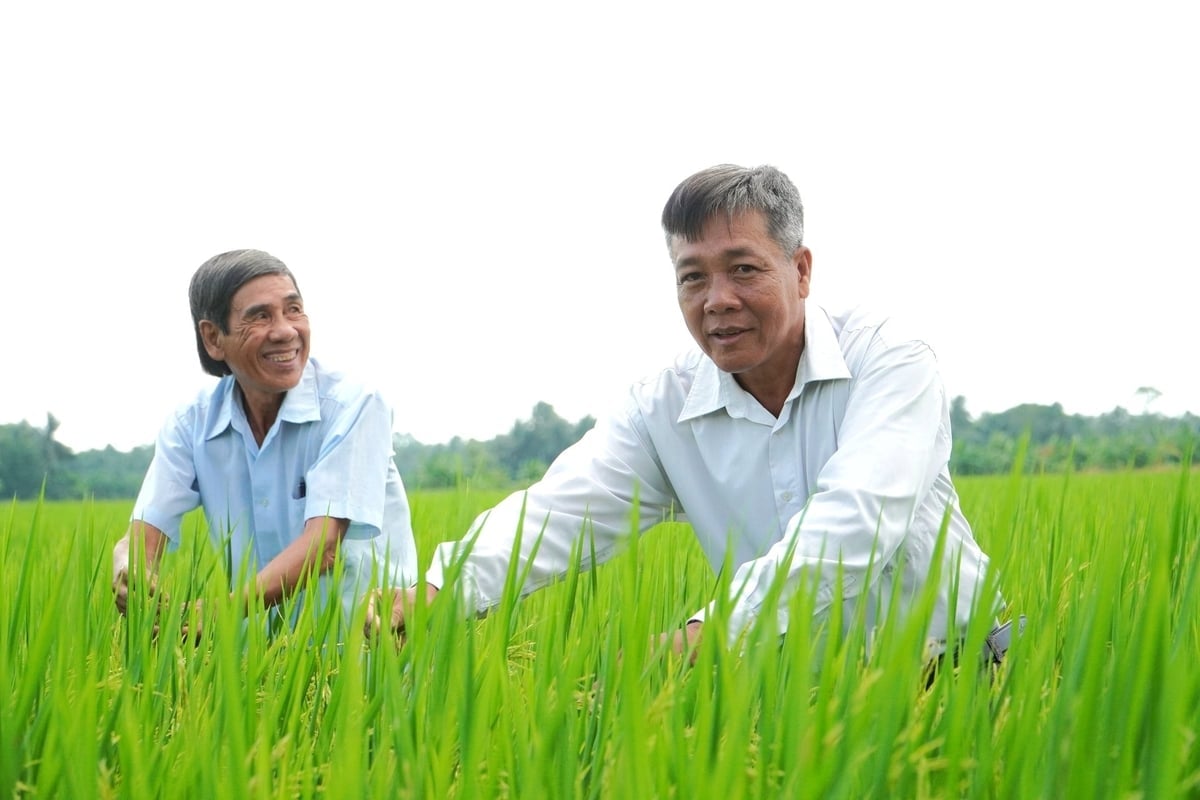 លោក Truong Van Hung - នាយកនៃសហករណ៍ Hung Loi (ស្តាំ) បានកសាងយ៉ាងអង់អាចនូវទំនាក់ទំនងប្រើប្រាស់ប្រកបដោយនិរន្តរភាពសម្រាប់អង្ករ ST25 ជាមួយអាជីវកម្មក្នុងរយៈពេល 5 ឆ្នាំកន្លងមកនេះ។ រូបថត៖ Kim Anh។ Ông Trương Văn Hùng - Giám đốc HTX Hưng Lợi (bên phải) mạnh dạn xây dựng mối liên kết tiêu thụ bền vững lúa ST25 với doanh nghiệp hơn 5 năm qua. Ảnh: Kim Anh.