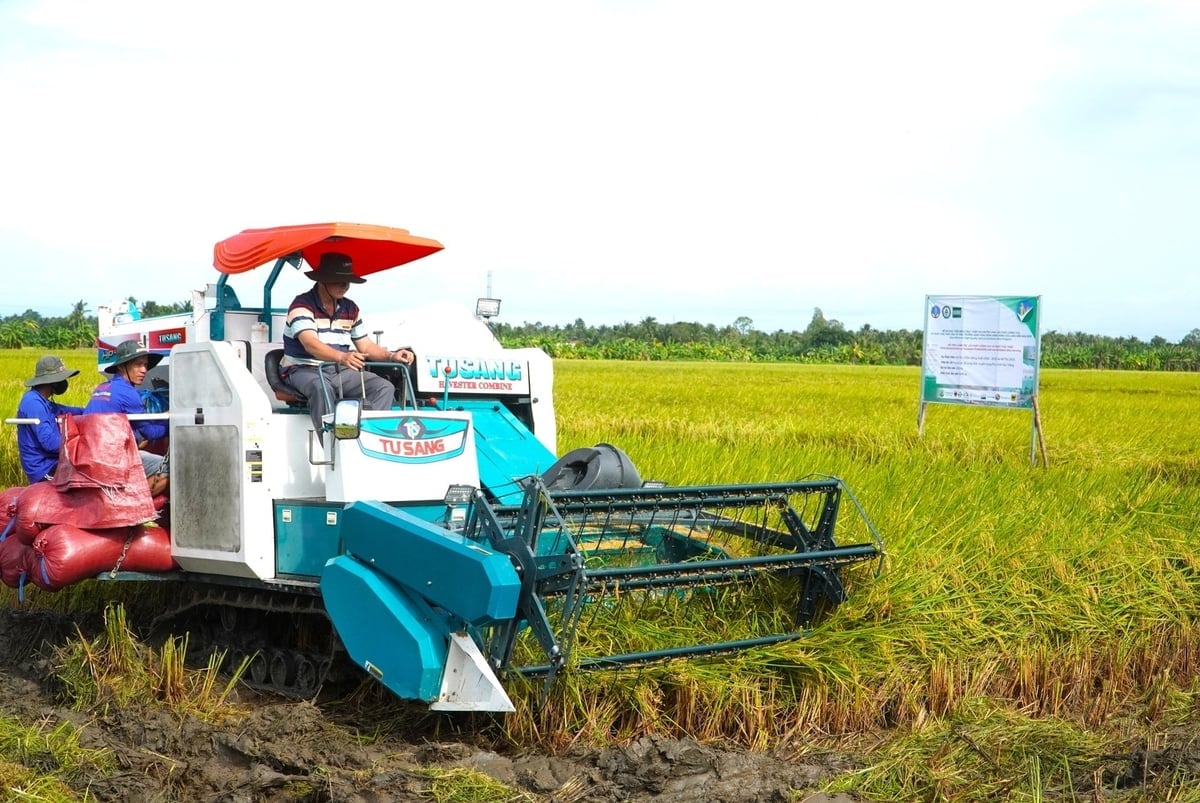 បច្ចុប្បន្នសហករណ៍ហុងឡូយមានសមាជិកចំនួន៥៣៨នាក់ ផលិតស្រូវបាន៦០៩ហិកតា។ តំបន់ភាគច្រើនអនុវត្តដំណើរការដាំដុះស្រូវដែលមានគុណភាពខ្ពស់ និងបញ្ចេញឧស្ម័នទាប។ រូបថត៖ Kim Anh។ Hiện HTX Hưng Lợi có 538 thành viên, sản xuất 609ha lúa. Trong đó phần lớn diện tích áp dụng quy trình canh tác lúa chất lượng cao, phát thải thấp. Ảnh: Kim Anh.