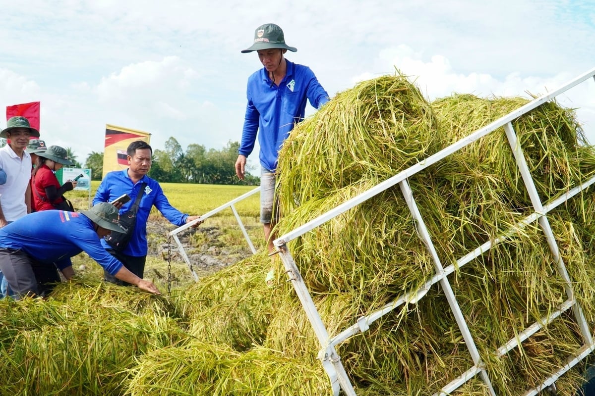 ចាប់តាំងពីឆ្នាំ 2024 មក សេវាម៉ាស៊ីនចំបើងរបស់សហករណ៍ Hung Loi បានបម្រើដល់ស្រែរបស់សមាជិកជាង 80% និង 55% នៃវាលស្រែនៅខាងក្រៅសហករណ៍។ រូបថត៖ Kim Anh។ Từ năm 2024, dịch vụ máy cuộn rơm của HTX Hưng Lợi đã phục vụ trên 80% diện tích lúa của thành viên và 55% diện tích ngoài HTX. Ảnh: Kim Anh.
