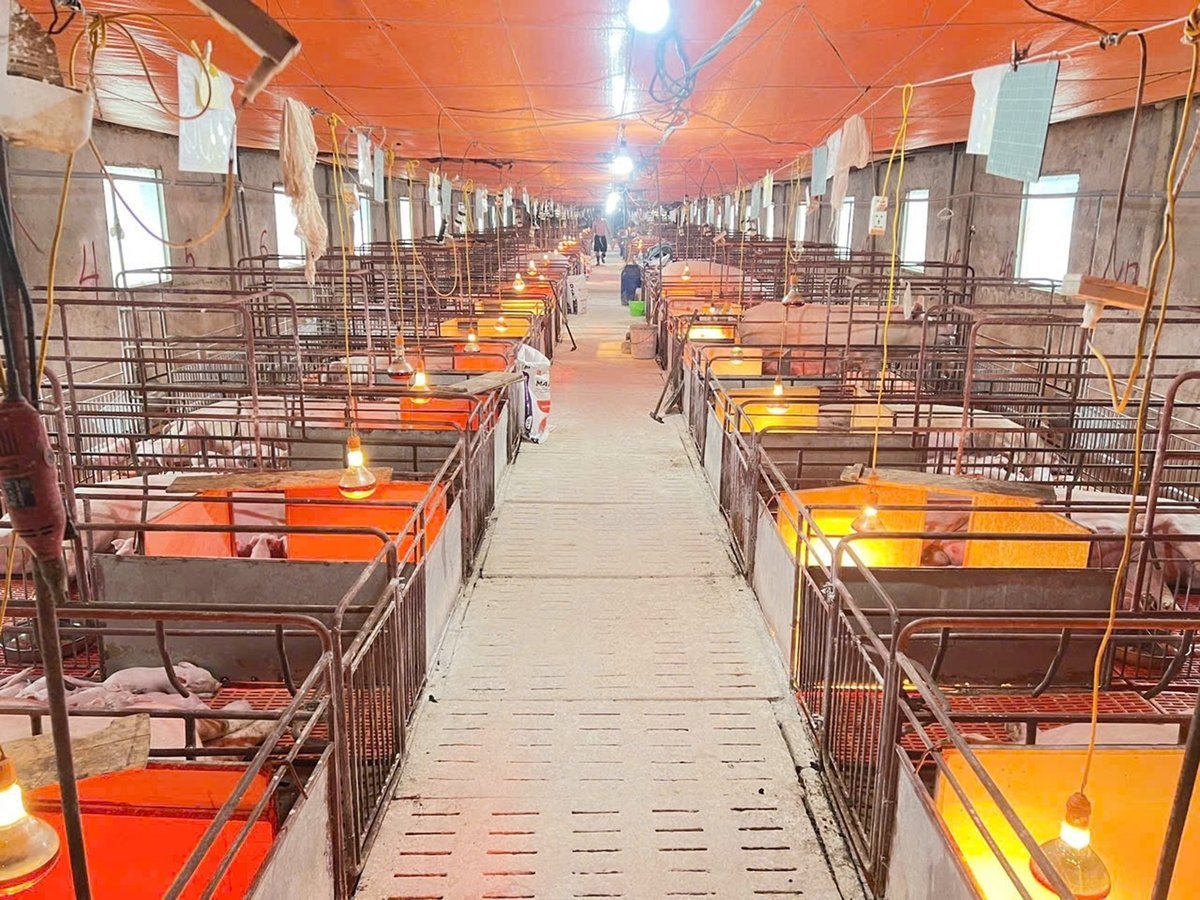 Với quy mô hơn 500 con lợn nái và gần 10.000 con lợn thịt, trang trại của ông Quý là một trong những trang trại điển hình tại xã Bảo Thắng, tỉnh Lào Cai. Ảnh: Bích Hợp.