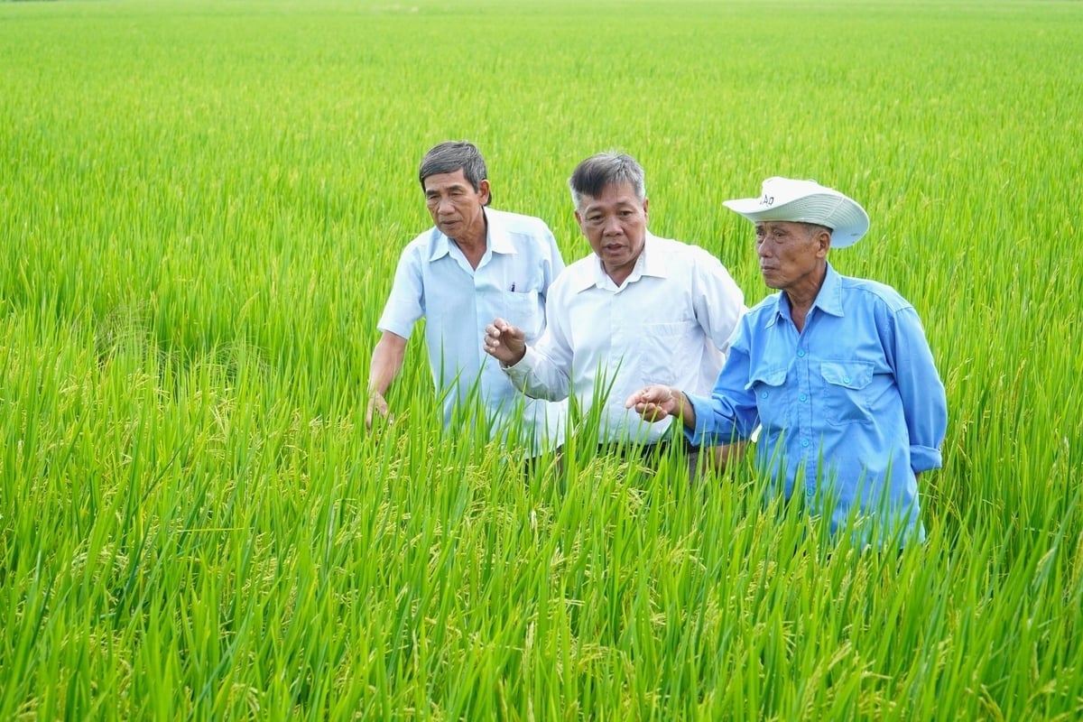 ĐBSCL hiện có trên 2.700 HTX nông nghiệp, nhưng quy mô bình quân chỉ 77 thành viên/HTX. Ảnh: Kim Anh.