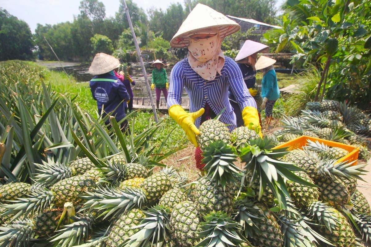 Việc hợp nhất không chỉ giúp các HTX tập trung nguồn lực, nâng cao năng lực quản trị, mà còn mở rộng dịch vụ, tăng khả năng cạnh tranh và tham gia sâu hơn vào chuỗi giá trị. Ảnh: Kim Anh.