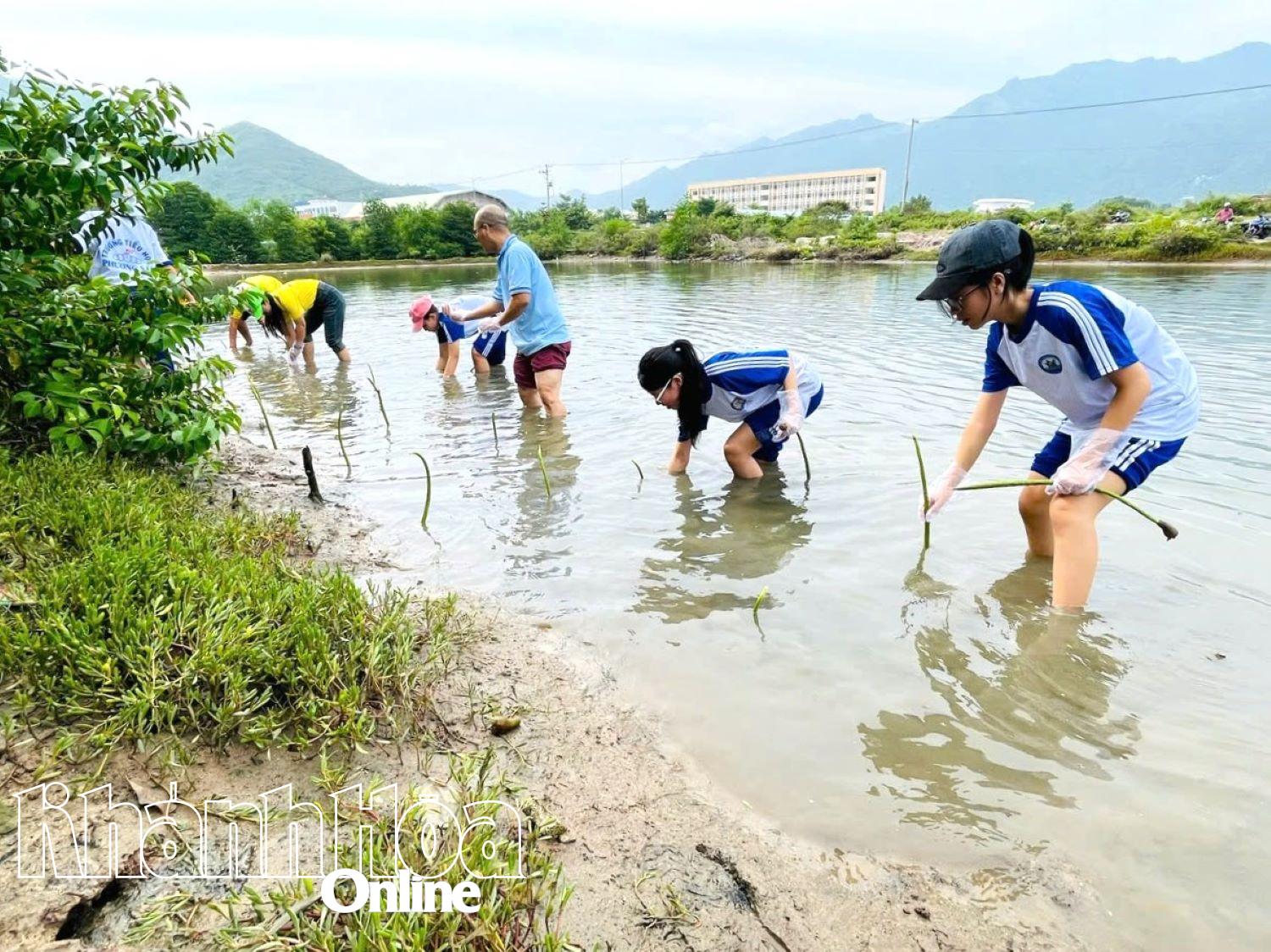 Học sinh Trường THCS Võ Văn Ký (phường Tây Nha Trang) tham gia trồng rừng ngập mặn. 