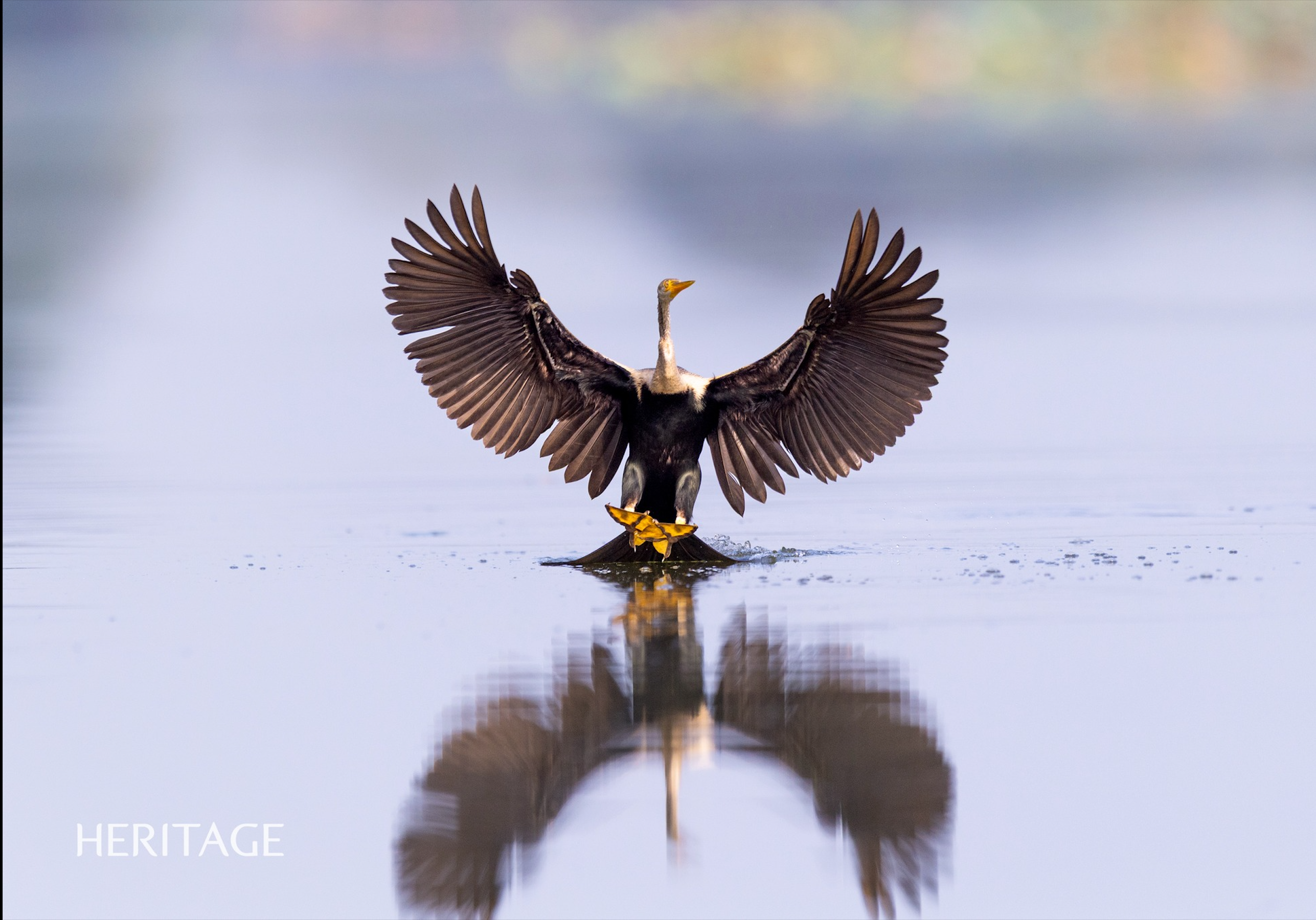 Đồng Tháp Mười rợp cánh chim trời vào mùa nước nổi