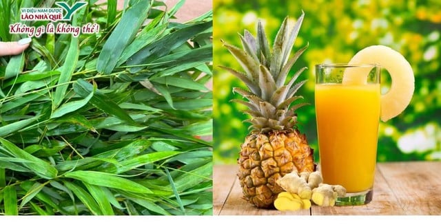 Dứa và Tre trong y học cổ truyền và tiềm năng ứng dụng trong y học hiện đại- Ảnh 1.