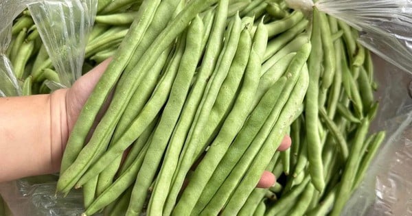 Loại rau vào mùa đông càng ngon, giúp ổn định đường huyết, thêm mẹo này khi chế biến ăn là ‘nghiền”