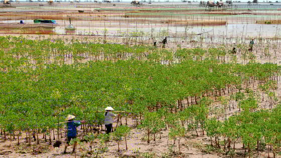 Đột phá quản lý, bảo vệ và phát triển rừng giữ màu xanh Tổ quốc