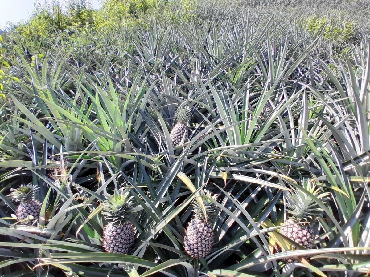 Vùng trồng dứa Cayenne xanh tốt của Hợp tác xã Dứa Mường Nhà trên đồi Pu Lau. Ảnh: Hoàng Châu. 