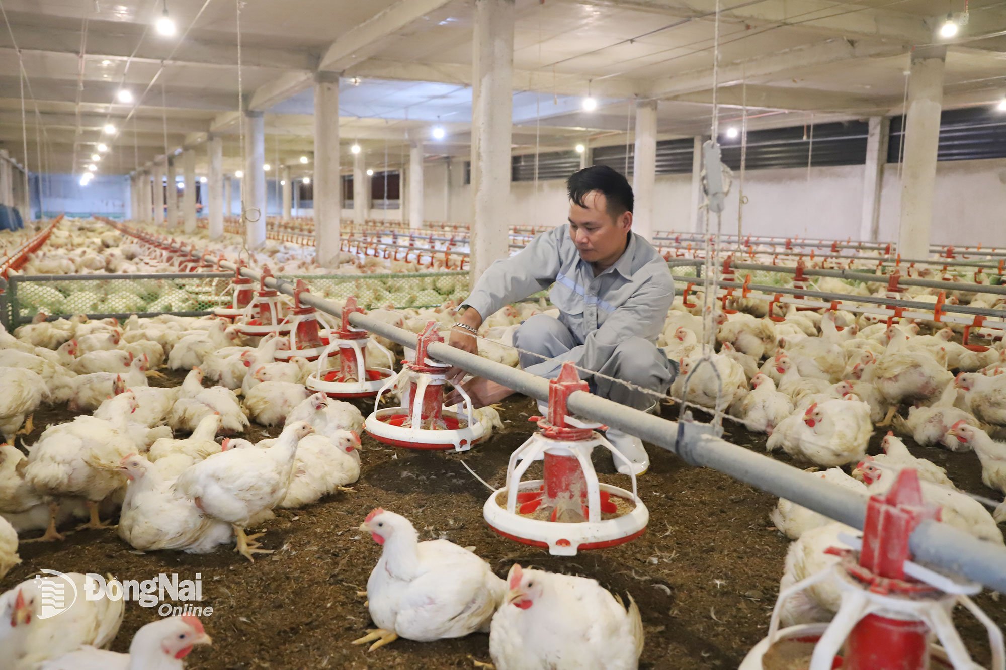 កសិដ្ឋានចិញ្ចឹមមាន់នៅឃុំ Xuan Dong ប្រើពូកជីវសាស្រ្ត ដែលជាដំណោះស្រាយដ៏មានប្រសិទ្ធភាពក្នុងការកាត់បន្ថយការបំពុលបរិស្ថានក្នុងការចិញ្ចឹមសត្វ។ រូបថត៖ B.Nguyen