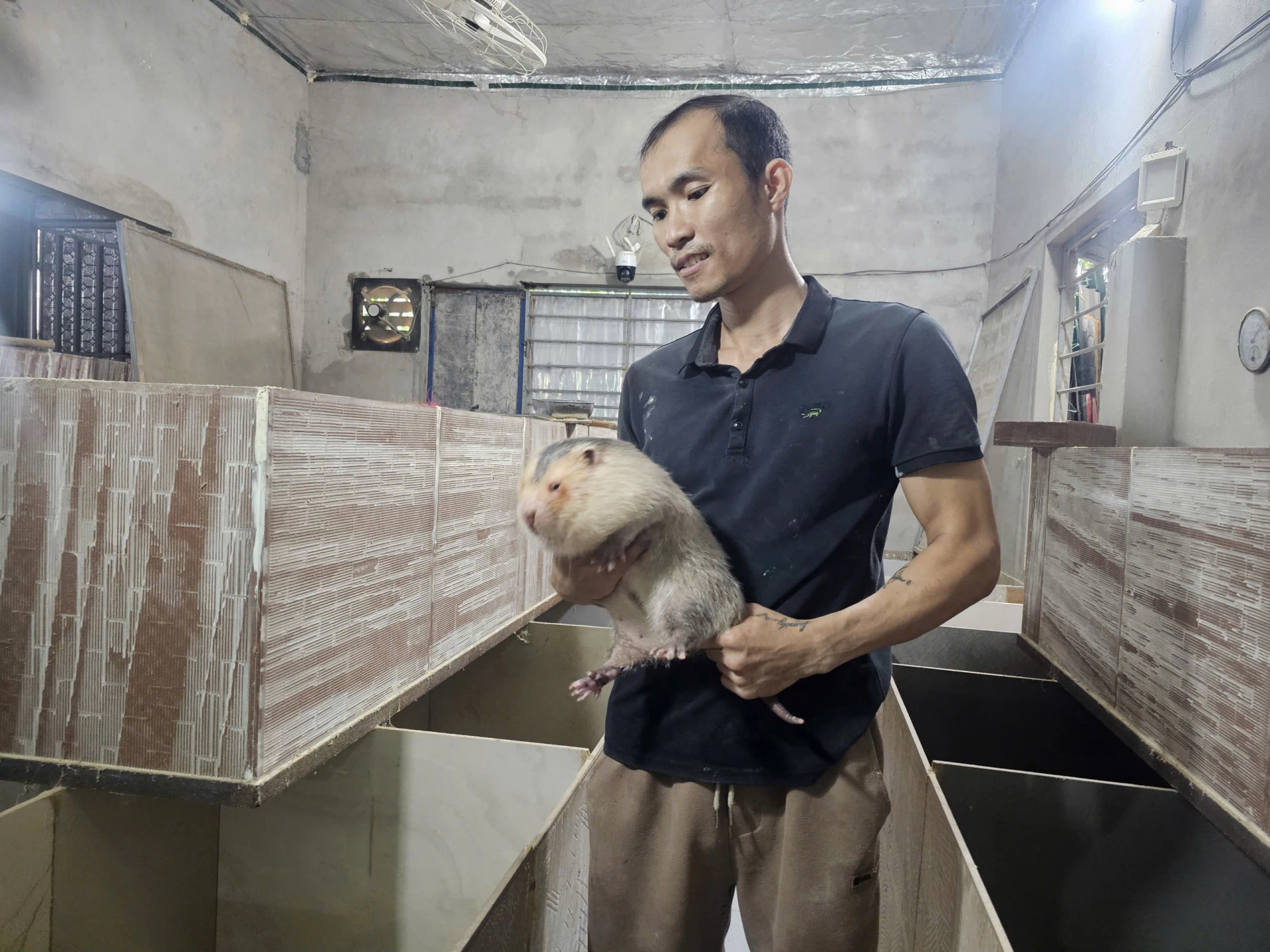 מודל גידול חולדות הבמבוק של מר הואה משיג פרודוקטיביות גבוהה ויעילות כלכלית - צילום: T.P.