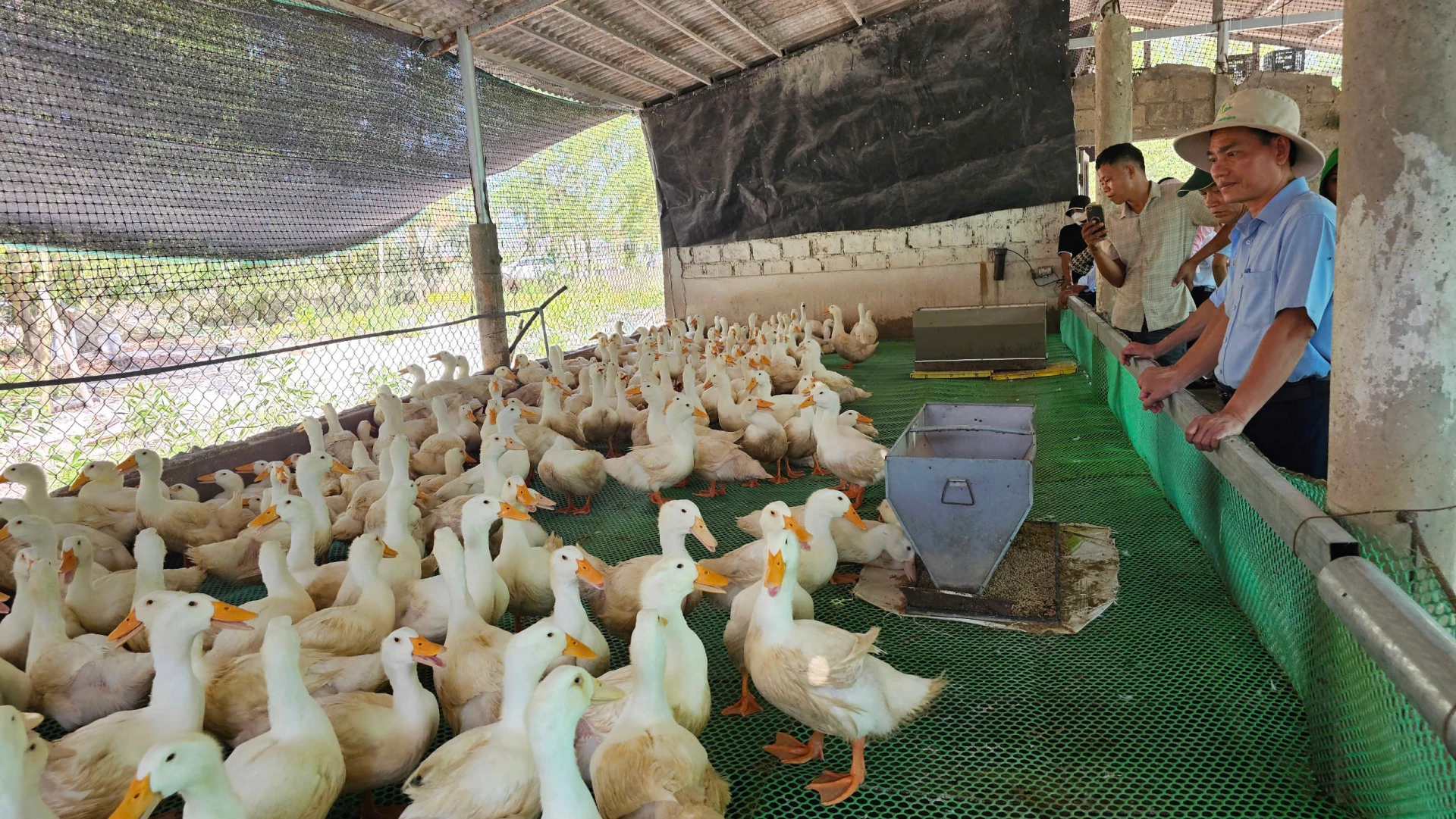 Modelul de creștere a rațelor pe podea aduce o eficiență economică ridicată - Foto: T.HOA