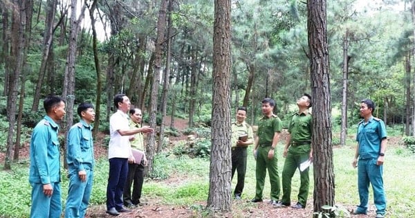 Hà Nội huy động nguồn lực để bảo vệ rừng