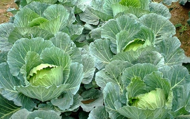 Loại rau củ quả ăn vừa no lâu, vừa cung cấp nhiều vitamin, khoáng chất trong mùa đông - Ảnh 2.