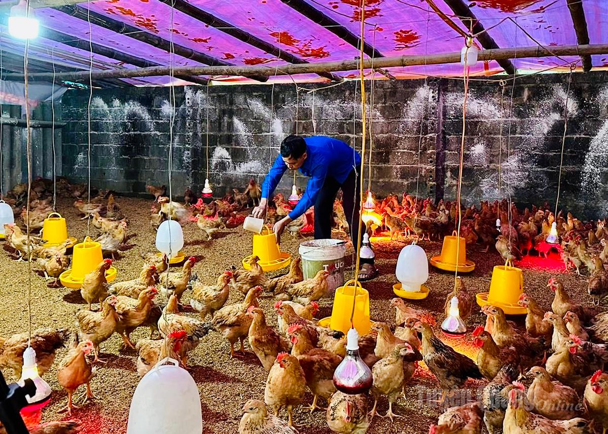 Dinh Xuan Nams modell för uppfödning av gula och svarta kycklingar i Vi Xuyen kommun ger en inkomst på över 200 miljoner VND/år.