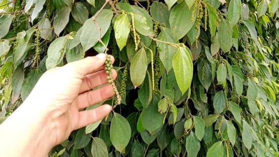 Giá tiêu hôm nay 14/11/2025: Trong nước vẫn đang giảm