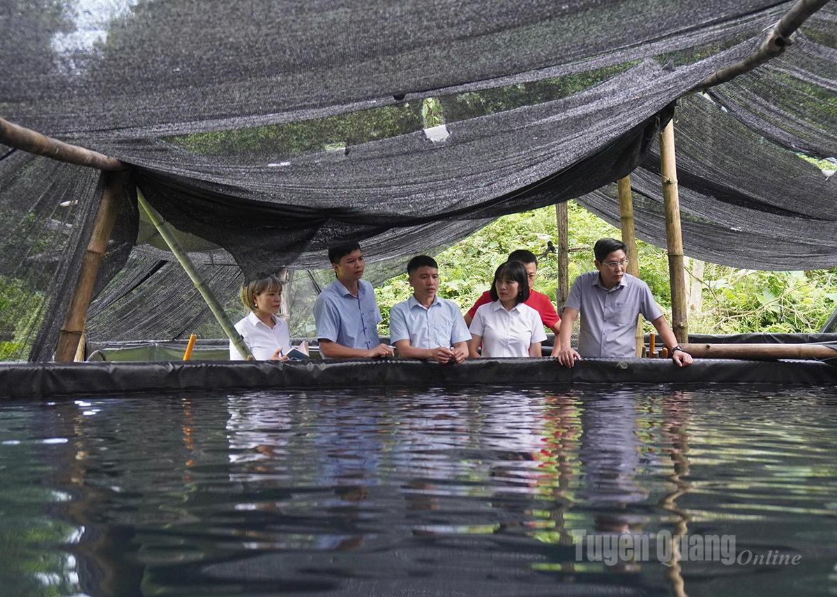 ថ្នាក់ដឹកនាំធនាគារ Agribank សាខា Tuyen Quang បានទស្សនាគំរូចិញ្ចឹមត្រីក្នុងទ្រុង និងស្ទង់មតិតម្រូវការដើមទុនរបស់អតិថិជន។