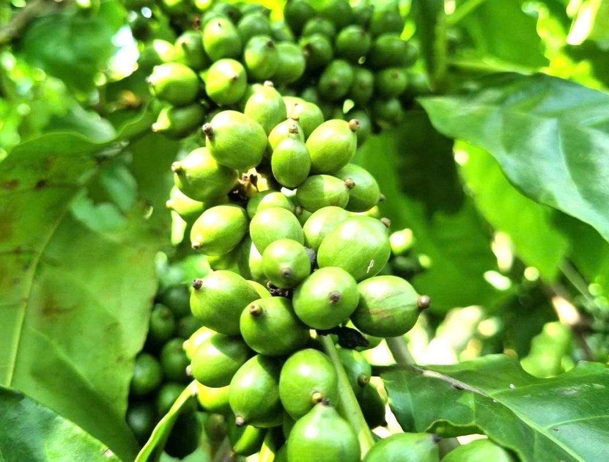 Giá cà phê hôm nay 14/11/2025 ở trong nước và thế giới mới nhất