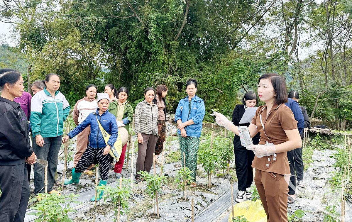 Funcionários do Centro de Extensão Agrícola e Meio Ambiente da província de Thai Nguyen orientam os agricultores sobre o uso de probióticos para melhorar o solo após inundações.