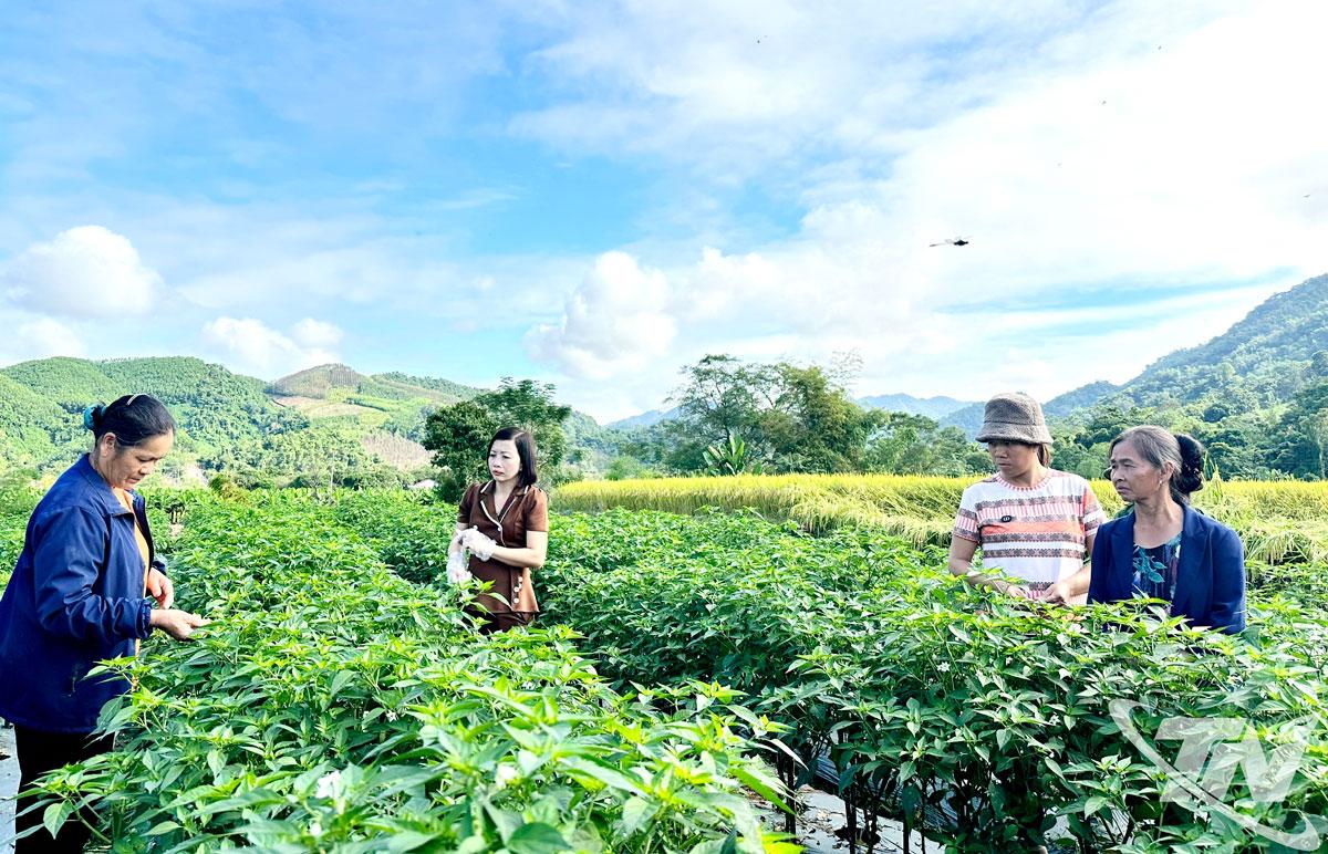 Os habitantes da comuna de Tan Ky cuidam das pimentas.