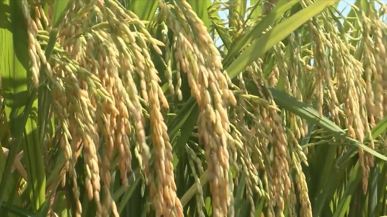 Harga beras hari ini 1411 Harga beras mentah eksport turun naik dalam arah yang bertentangan