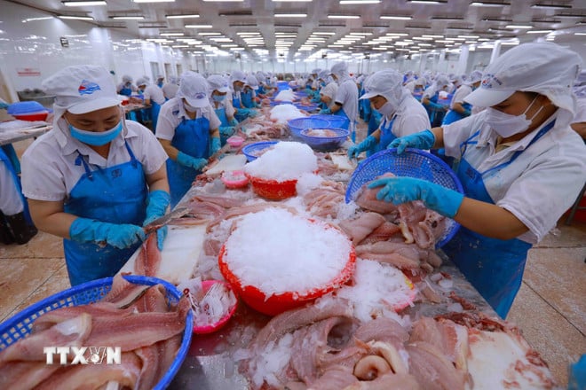 ttxvn-agricultural-aquatic-export-reports-epidemic-early-7761679.jpg