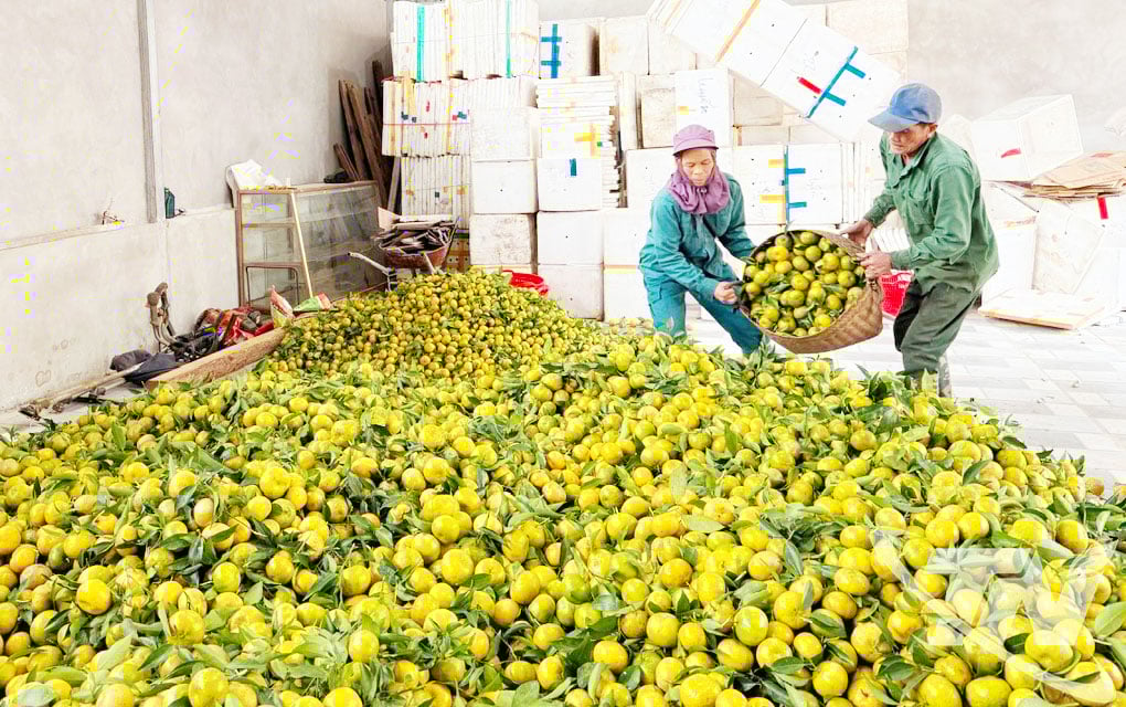 Penduduk komune Bach Thong menuai jeruk, bersiap untuk dijual kepada peniaga.