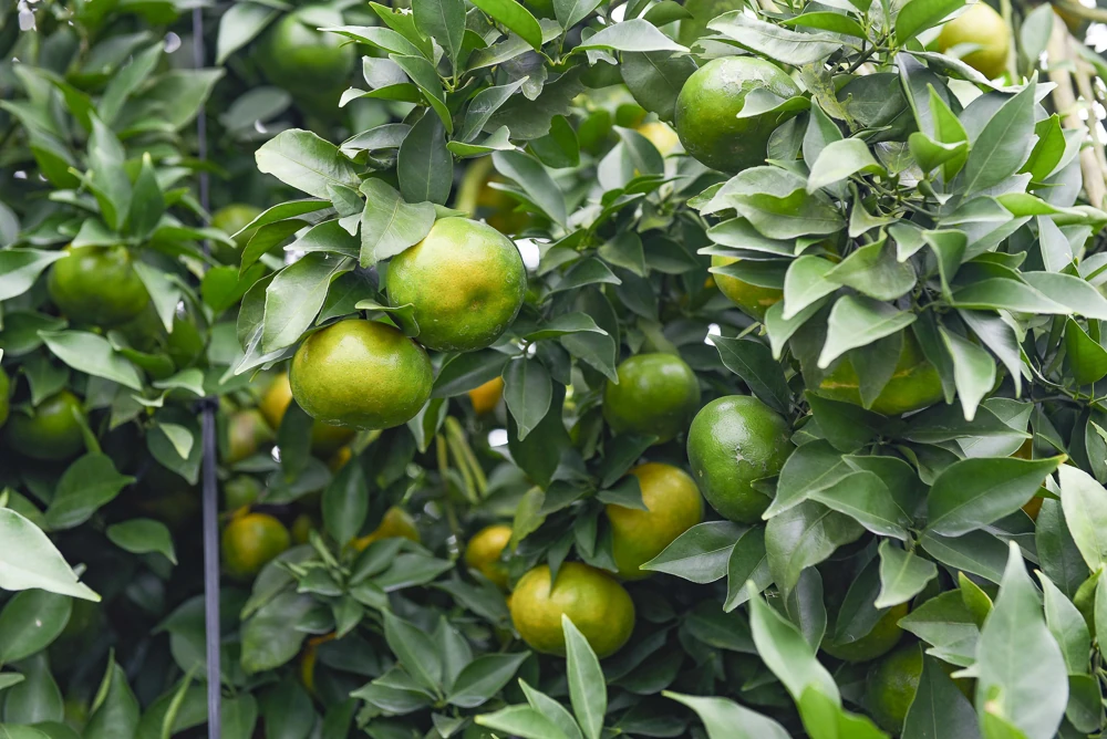 Экономическое развитие в земле Суанбинь