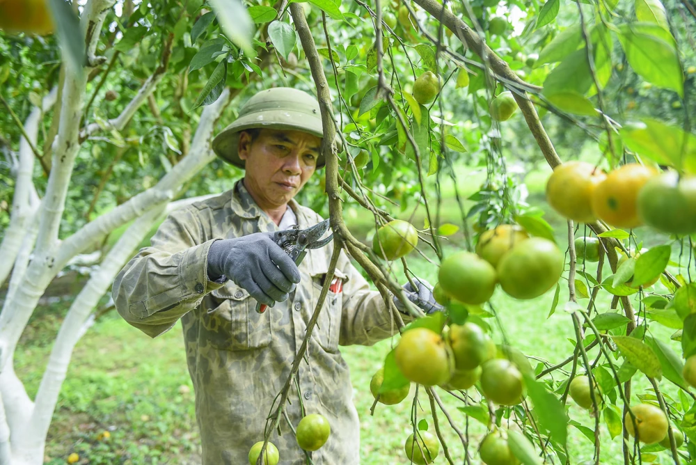 Экономическое развитие в земле Суанбинь
