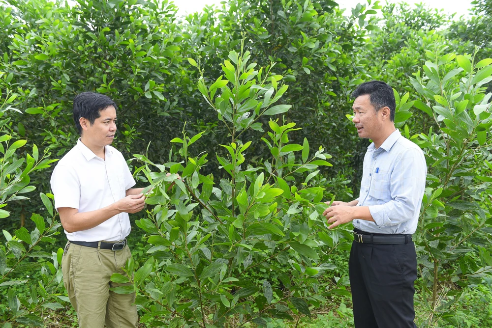 Экономическое развитие в земле Суанбинь