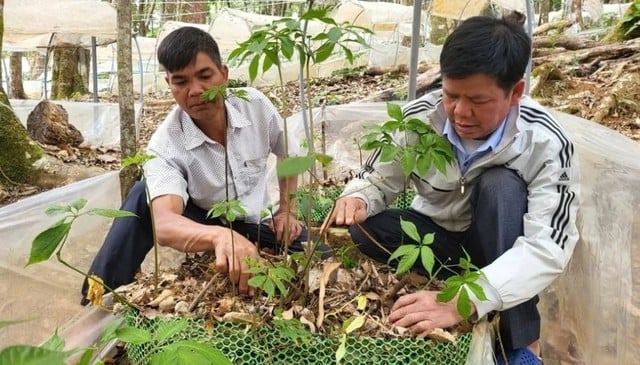 Nutzung des Ngoc Linh Ginsengs als Lebensgrundlage zur Armutsbekämpfung beim Volk der Xo Dang - Foto 1.