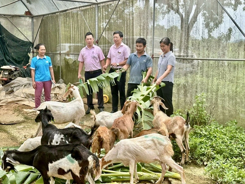 الحد من الفقر المستدام من خلال نماذج سبل العيش