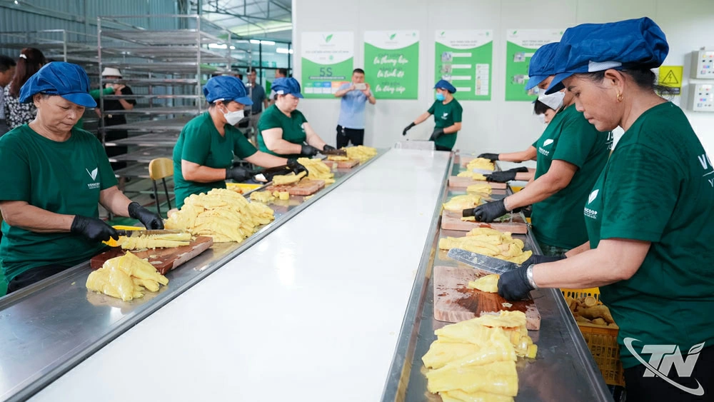 ໂຮງງານດັ່ງກ່າວໄດ້ລົງທຶນຕາມມາດຕະຖານສາກົນ HACCP ຂອງສະຫະກອນປຸງແຕ່ງກະເສດ Vo Nhai.