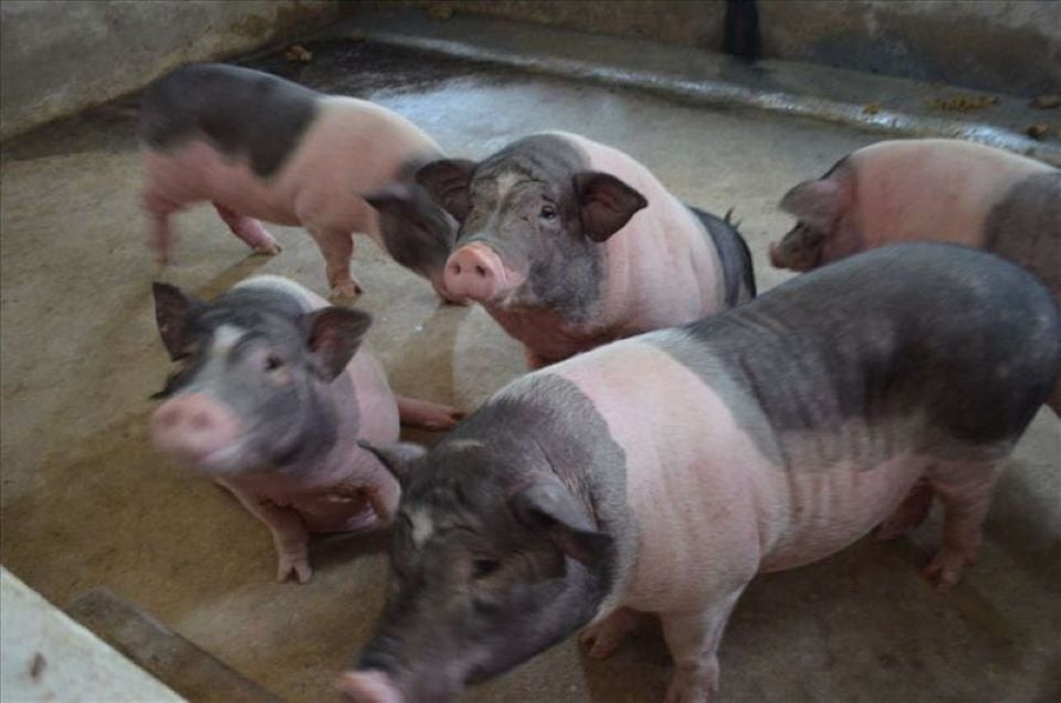 Cena prasat k 12. listopadu 2025: Pokračující mírný pokles ve všech 3 regionech