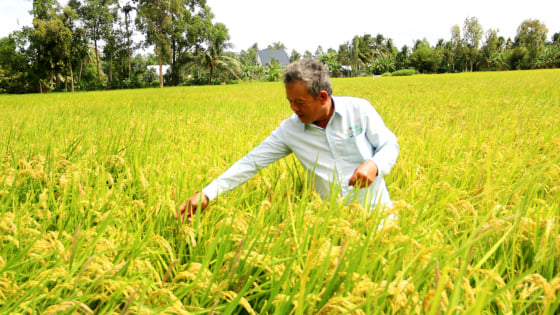 HTX Đường Gỗ Lộ: Từ nỗi lo cơm áo đến mô hình làm giàu bền vững
