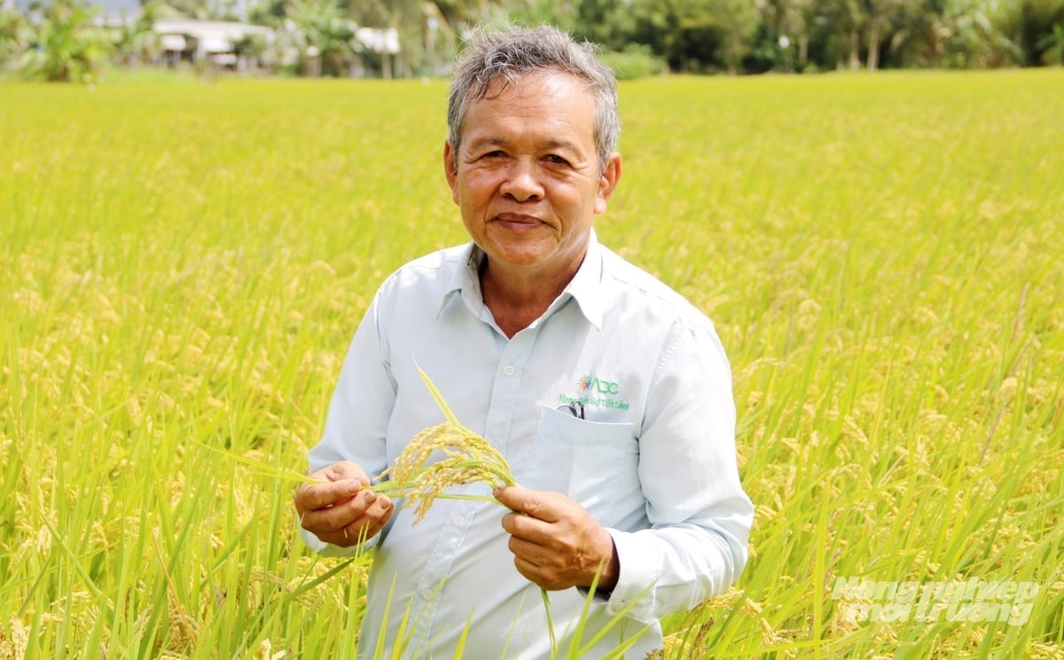 Ông Nguyễn Hồng Phương,  Giám đốc HTX Đường Gỗ Lộ bên cánh đồng sản xuất lúa Nhật DS1. Ảnh: Lê Hoàng Vũ.