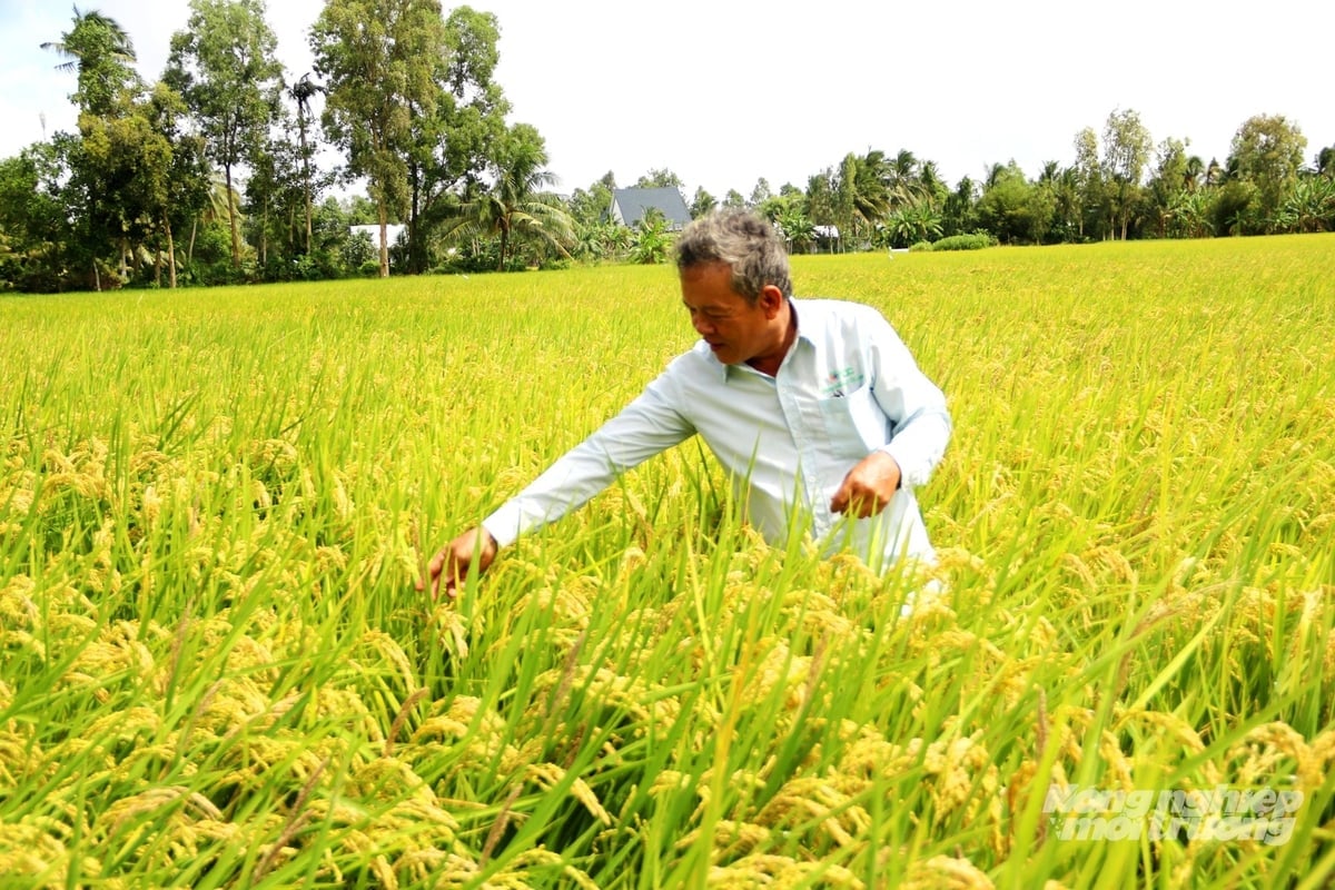 HTX Đường Gỗ Lộ chăm sóc ruộng lúa theo quy trình sạch, hướng đến tham gia Đề án 1 triệu ha lúa chất lượng cao. Ảnh: Lê Hoàng Vũ.
