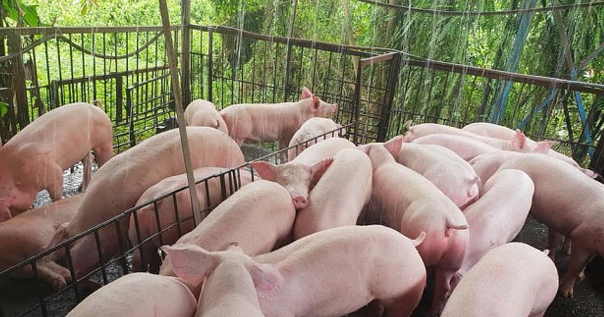 Giá heo hơi hôm nay 14/11: Thị trường ổn định, cao nhất 50.000 đồng/kg