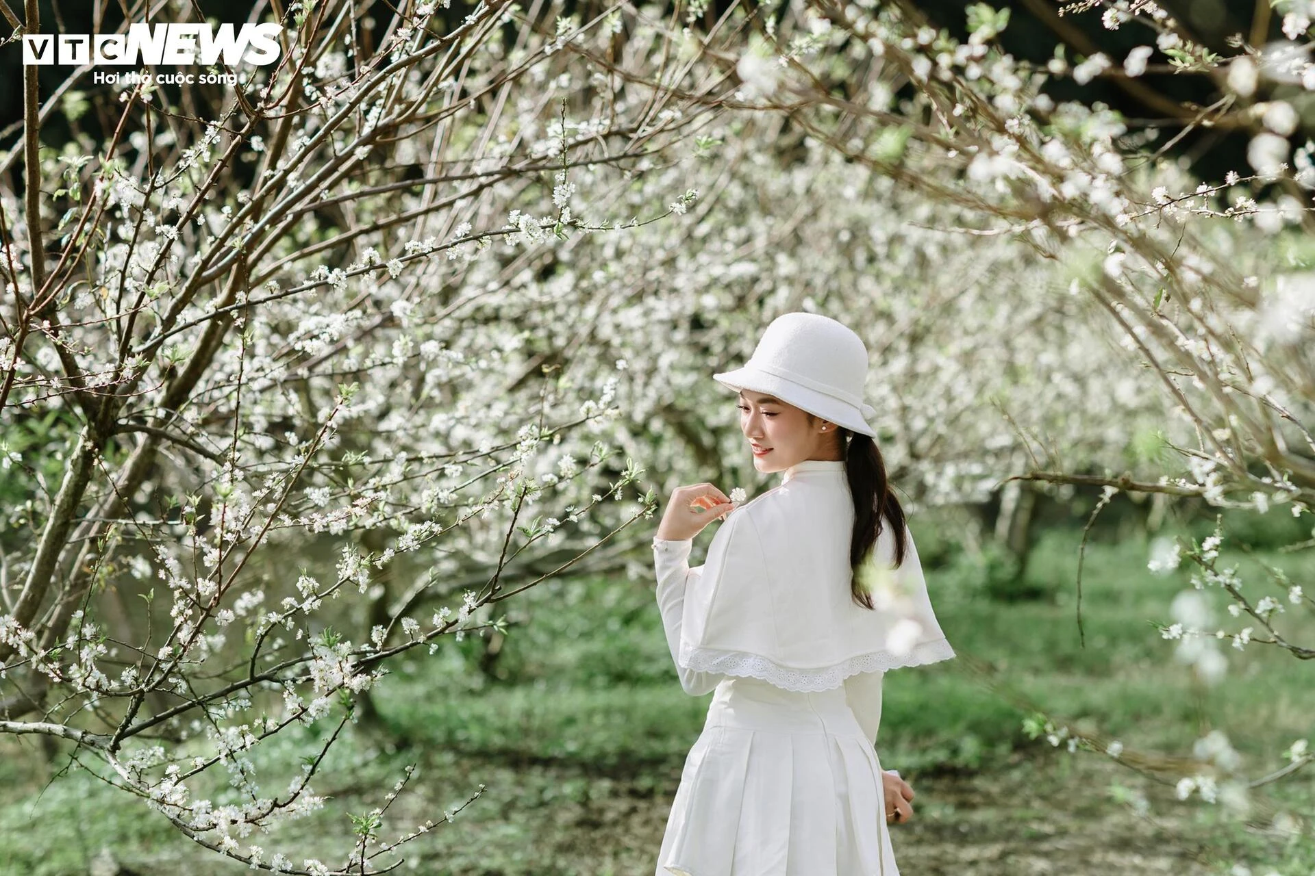 Hoa mận nở sớm, Mộc Châu toả sắc trắng tinh khôi giữa tháng 11