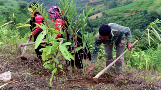 Pa Ủ phát triển dược liệu dưới tán rừng