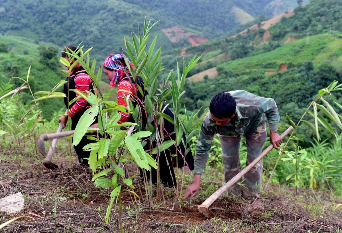 Trồng cây dược liệu giúp người dân Pa Ủ nâng cao thu nhập. Ảnh: Vạn Tâm.