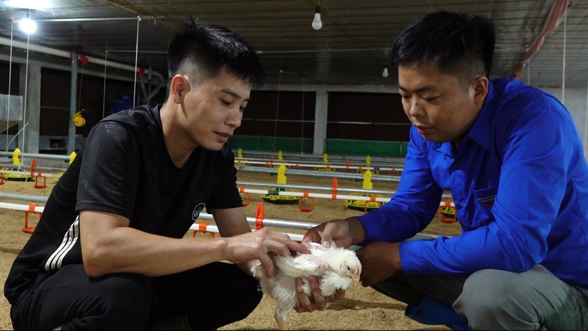 De heer Au Xuan Huu (rechts) wil graag steun van landmechanismen om de veehouderij uit te breiden. Foto: Quang Linh. Anh Âu Xuân Hữu (bên phải) mong muốn được hỗ trợ cơ chế về đất đai để mở rộng quy mô chăn nuôi. Ảnh: Quang Linh.
