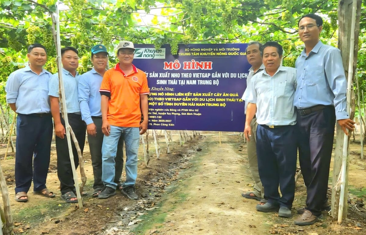 Viện Nha Hố thăm mô hình trồng nho theo tiêu chuẩn VietGAP gắn với du lịch sinh thái tại vùng đông bắc tỉnh Lâm Đồng. Ảnh: PC.