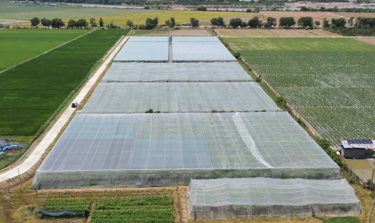 Viện Nha Hố đã xây dựng mô hình liên kết sản xuất nho, táo theo hướng VietGAP gắn với du lịch sinh thái. Ảnh: PC.