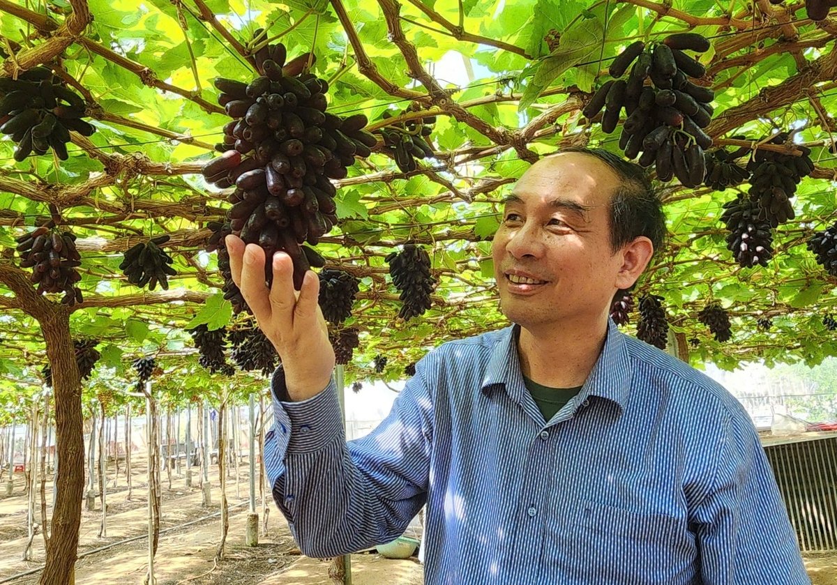 Hiện nay, diện tích sản xuất nho thương phẩm tại khu vực Nam Trung Bộ khoảng 1.200 - 1.300ha, sản lượng trung bình từ 25.000 - 30.000 tấn/năm. Ảnh: PC.