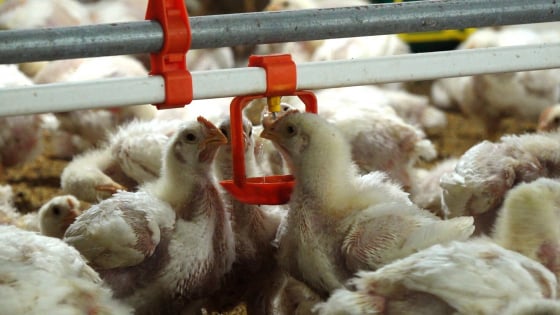 Chăn nuôi số Thái Nguyên: Từ chủ trương đến hành động thiết thực