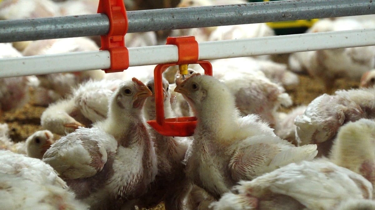 Chăn nuôi công nghệ cao là hướng đi bền vững, đáp ứng nhu cầu về phát triển kinh tế xanh. Ảnh: Quang Linh.