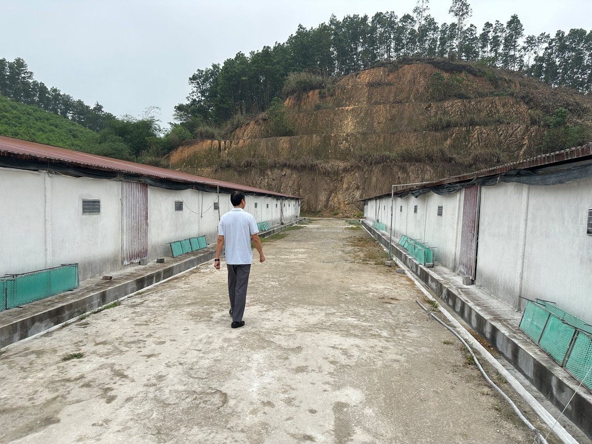 Trang trại quy mô 36.000 con của anh Nguyễn Hồng Phong tại xã Nam Hòa. Ảnh: Quang Linh.