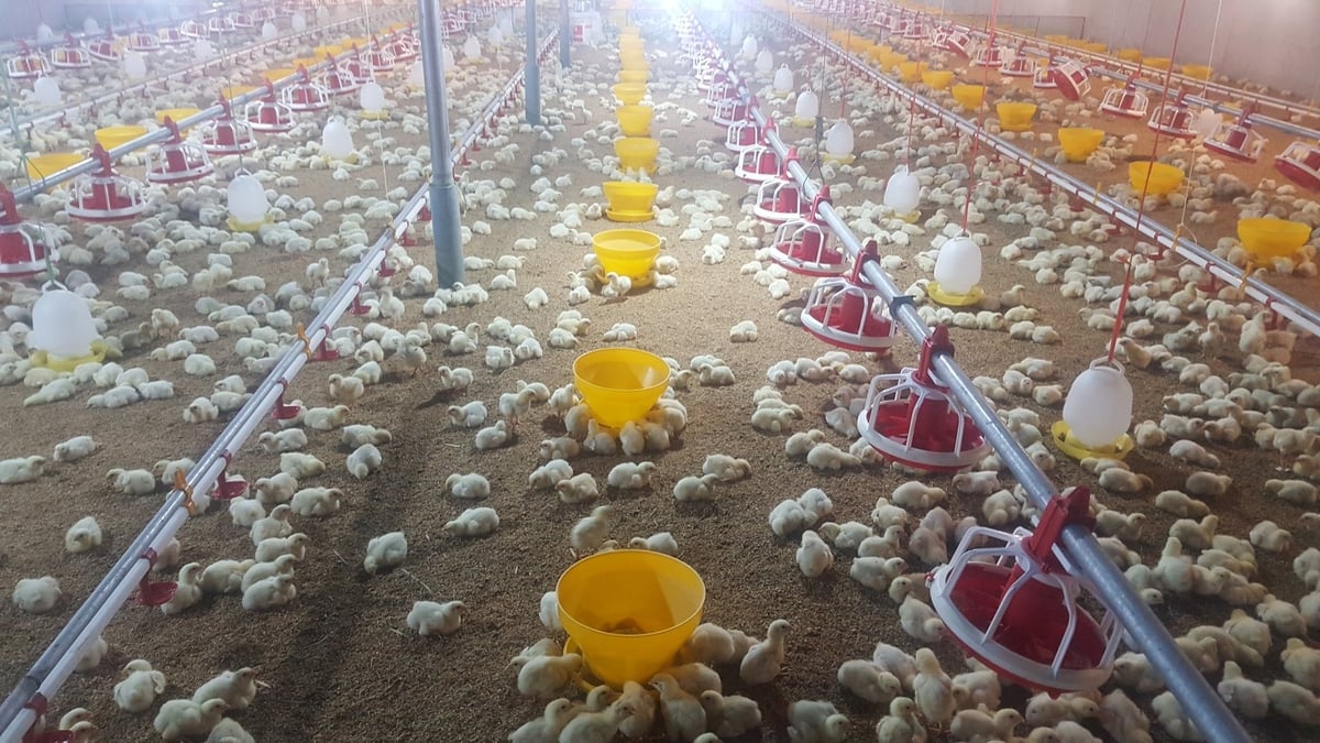 Trang trại luôn được đảm bảo an toàn sinh học. Ảnh: Quang Linh.